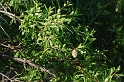 0999 Prunus amygdalus
